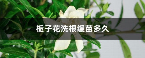 栀子花洗根缓苗多久