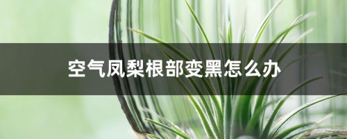 空气凤梨根部变黑怎么办？找到原因是关键！