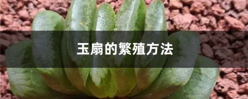 玉扇的繁殖方法