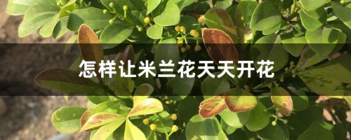 怎样让米兰花天天开花